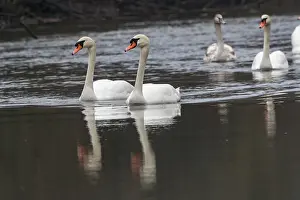 Anseriformes: MUTE SWAN
