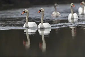 Anseriformes: MUTE SWAN