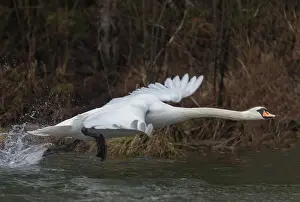 Anseriformes: MUTE SWAN