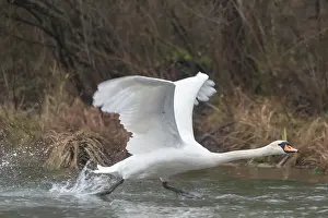 Alsace: MUTE SWAN