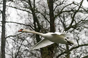 Alsace: MUTE SWAN