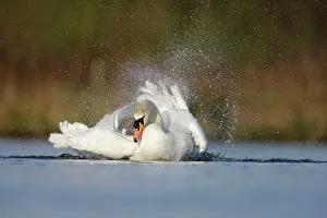 Creating: Mute Swan - adult bathing vigorously creating a