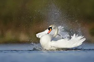 Creating: Mute Swan - adult bathing vigorously creating a