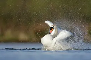 Creating: Mute Swan - adult bathing vigorously creating a