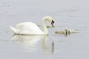Cygnets: Mute Swan - Adult with two Cygnets
