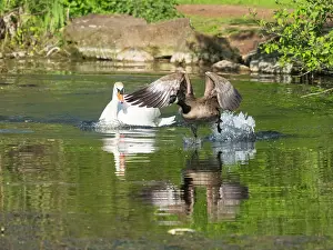 Threatening: Mute swan, adult male or cob, in its breeding territory