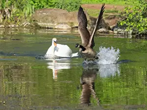 Threatening: Mute swan, adult male or cob, in its breeding territory
