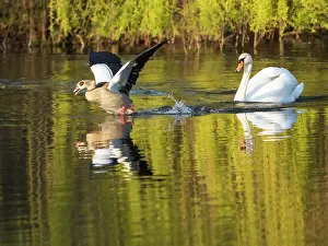 Duncan Usher: Mute swan, adult male or cob, harrasing an Egyptian male goose (Alopochen aegyptiaca)