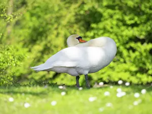 Duncan Usher: Mute swan, adult male or cob, preening itself on park green