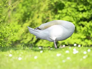 Duncan Usher: Mute swan, adult male or cob, preening itself on park green