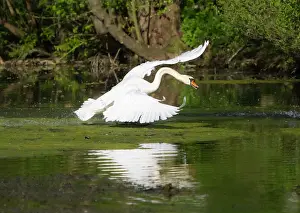 Threatening: Mute swan, adult male or cob, racing across a lake's surface