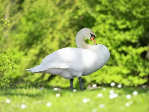 Duncan Usher: Mute swan, adult male or cob, resting on park green