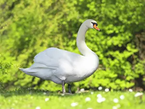 Duncan Usher: Mute swan, adult male or cob, resting on park green
