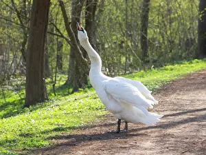 Duncan Usher: Mute swan, adult male or cob, standing on a path in a park