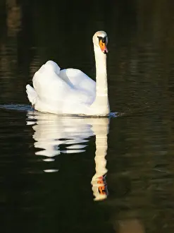 Reflections: Mute swan, adult male or cob, swimming across a lake