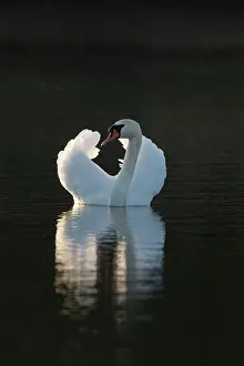 170221: Mute Swan - adult male swimming in aggressive posture