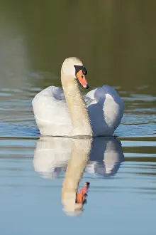 170221: Mute Swan - adult male swimming in aggressive posture