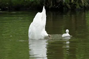 Upended: Mute Swan - adult upending with cygnet on lake