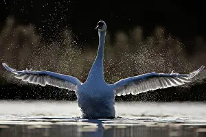 Thousands: Mute Swan - adult wing-flapping after preening