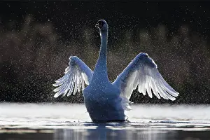 Thousands: Mute Swan - adult wing-flapping after preening