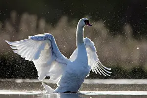 Thousands: Mute Swan - adult wing-flapping after preening
