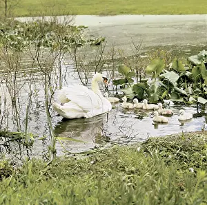 Cygnet: Mute Swan adult with young (Cygnus olor)