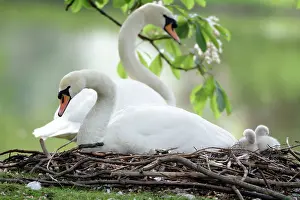 Pens: Mute Swan - adults with two cygnets at nest