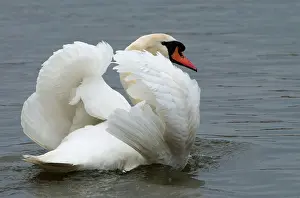 Aggresive: Mute Swan - in aggresive pose