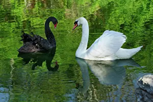 Atratus: Mute Swan and Australian Black Swan