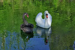 Atratus: Mute Swan and Australian Black Swan