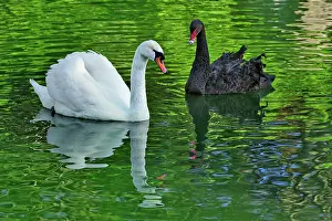 Atratus: Mute Swan and Australian Black Swan