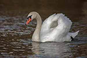 Busking: Mute Swan - busking behaviour