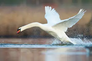 Roy Glen: Mute Swan charging across water surface