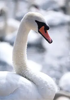 David C Dixon: MUTE SWAN - Close-up of head & neck