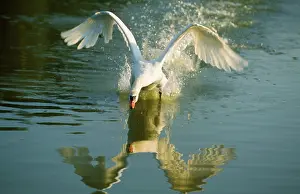 Splashing: Mute SWAN - coming into land on water