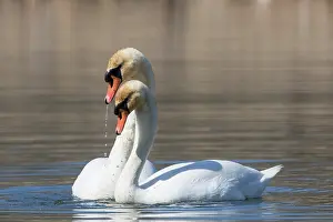 170221: Mute Swan - couple displaying - Germany