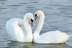 Cobbs: Mute Swan - Courtship display