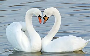 Cobbs: Mute Swan - Courtship display