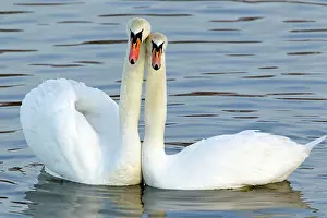 Cobbs: Mute Swan - Courtship display