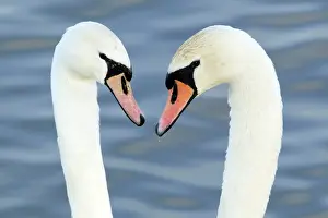 Cobbs: Mute Swan - Courtship display