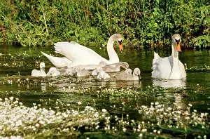 Crowfoot: MUTE SWAN - with Crowfoot