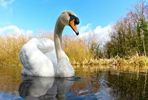 Swiming: Mute swan (Cugnus olor) swiming in a river, England