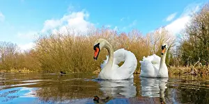 Plans: Mute swan (Cugnus olor) swiming in a river, England