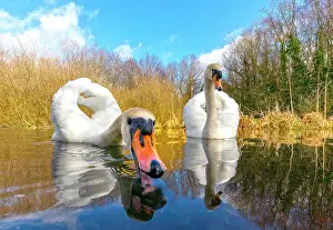 Curiosities: Mute swan (Cugnus olor) swiming in a river, England