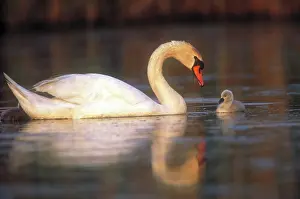 Cygnet: Mute swan with cygnet