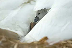 Providing: Mute Swan cygnet at nest with mother providing warmth
