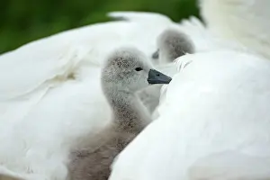 Providing: Mute Swan cygnet at nest with mother providing warmth