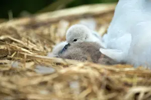 Providing: Mute Swan cygnet at nest with mother providing warmth