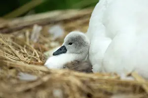 Providing: Mute Swan cygnet at nest with mother providing warmth