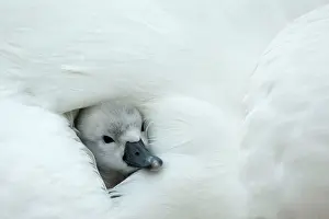 Providing: Mute Swan cygnet at nest with mother providing warmth